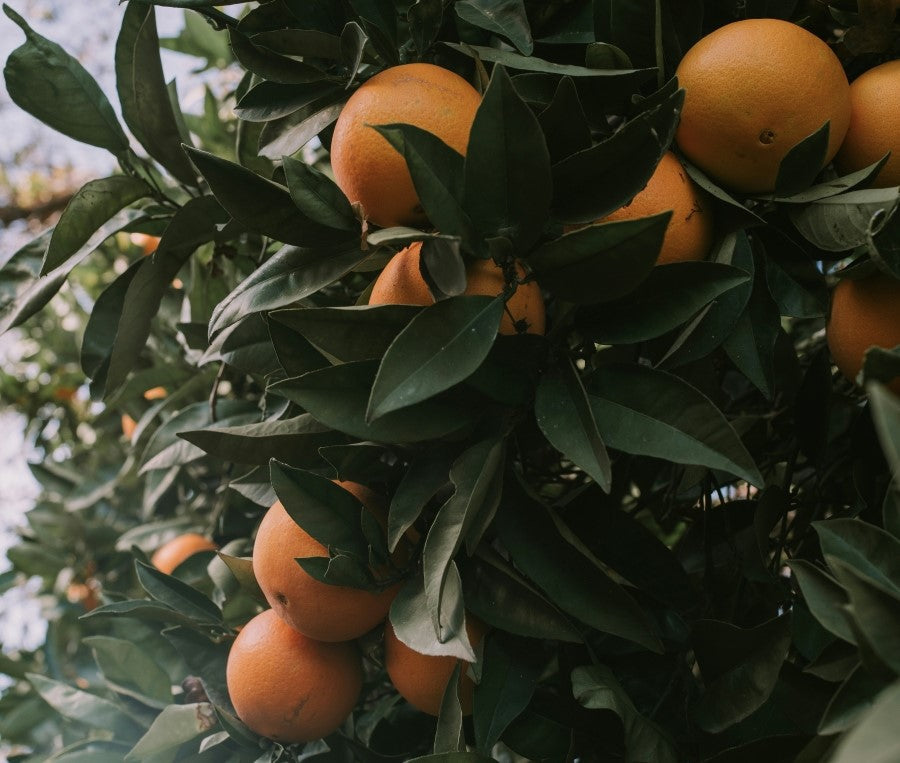 Overview of Fragrance Families in Perfumery | Wit & West Perfumes Field Notes Blog