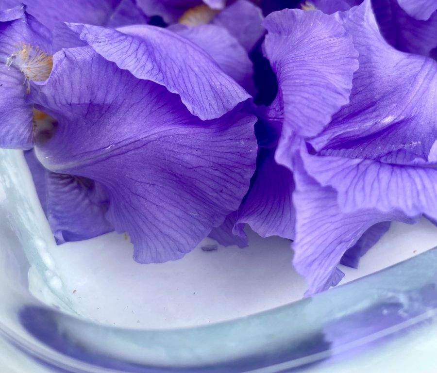 Iris Enfleurage | The Art of Enfleurage in Perfumery | Wit & West Perfumes