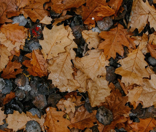 Choosing a Perfume for Different Seasons | Wit & West Perfumes Field Notes Blog