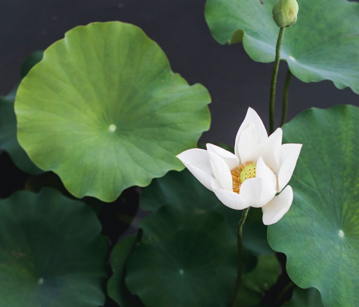 lily pads and a white flower blooming